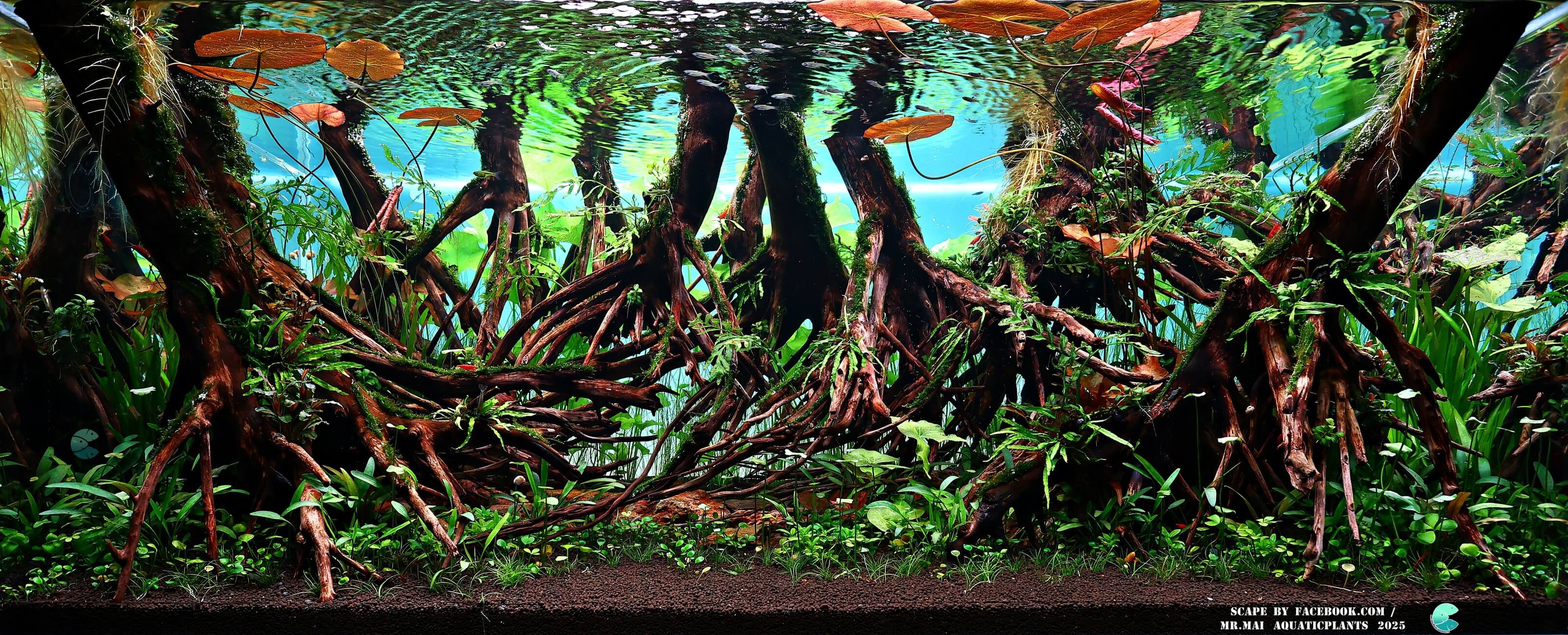 Aquascaping steps - Red Filter - IAPLC 2025 Winning Works - Nobphacha Yimyou / Thailand Aquascaping steps - Red Filter - IAPLC 2025 Winning Works - Nobphacha Yimyou / Thailand